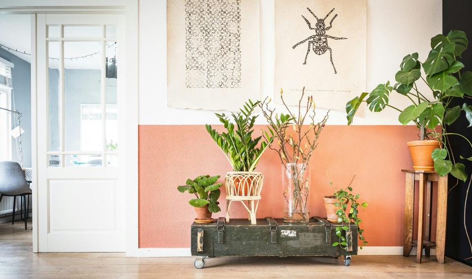 Indoor plants on a shelf